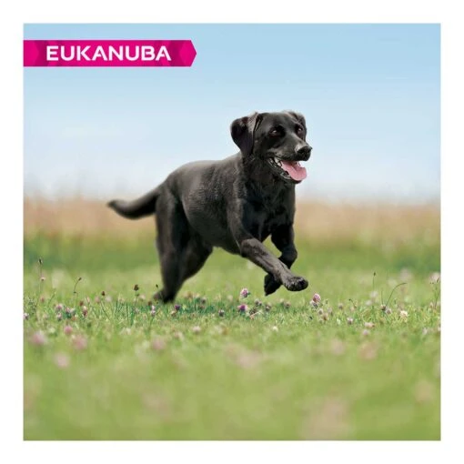 Eukanuba Adult Large Breed Chicken 2kg -Pet Dog Shop eukanuba adult dog rich in fresh chicken lifestyle